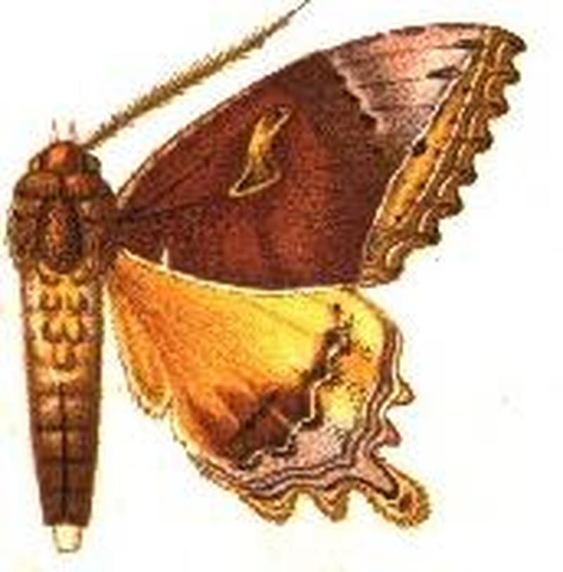 Pterocyclophora huntei male