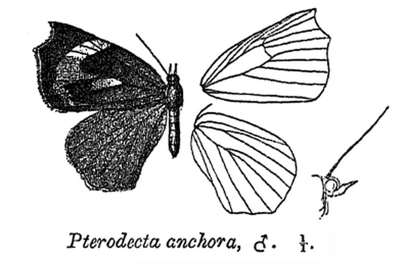 PterodectaAnchora