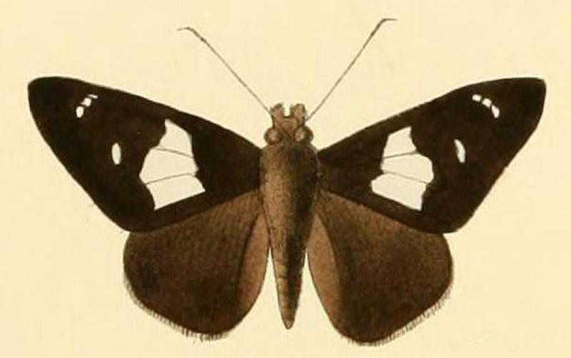 Pteroteinon caenira