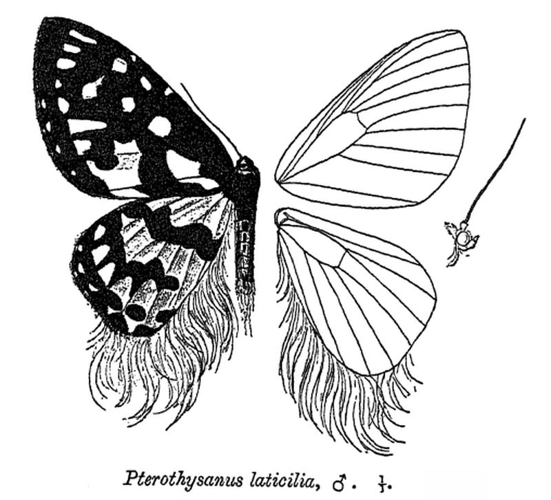 PterothysanusLaticilia