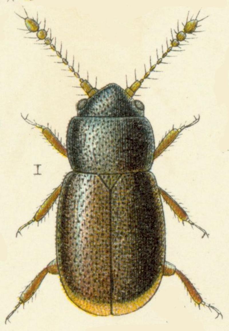 Ptiliolum spencei