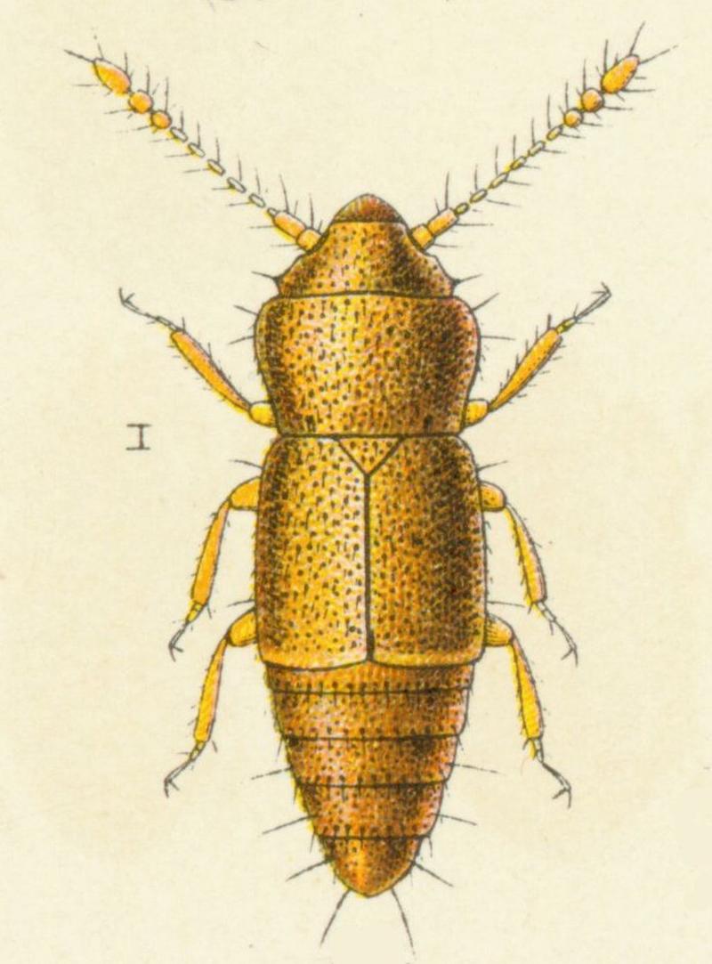 Ptinella aptera