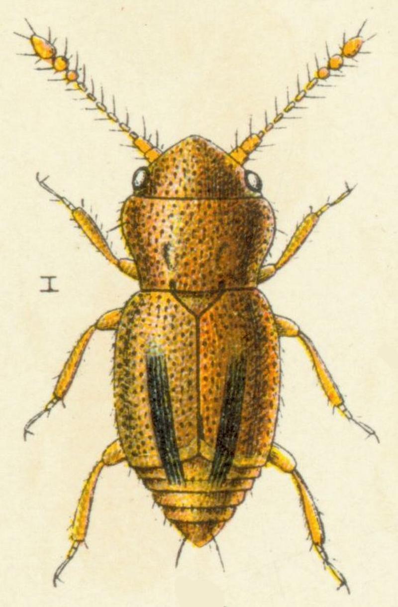 Ptinella limbata