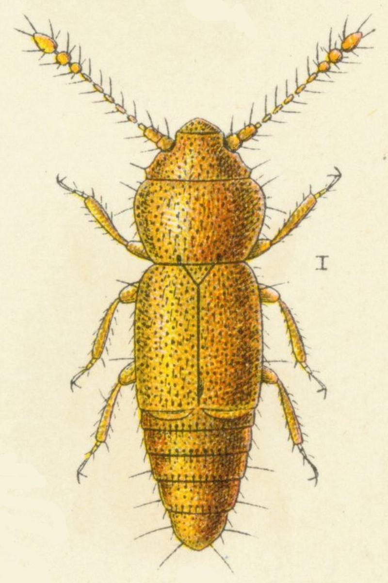 Ptinella tenella