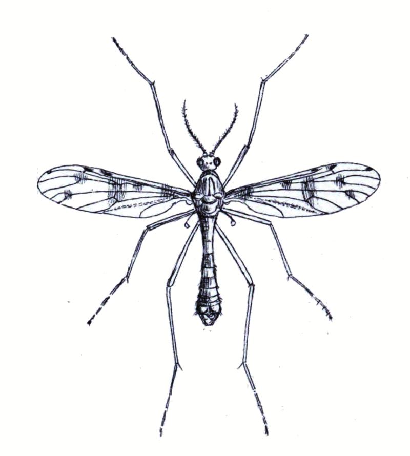 Ptychoptera contaminata male Walker 1856 plate-XXVIII