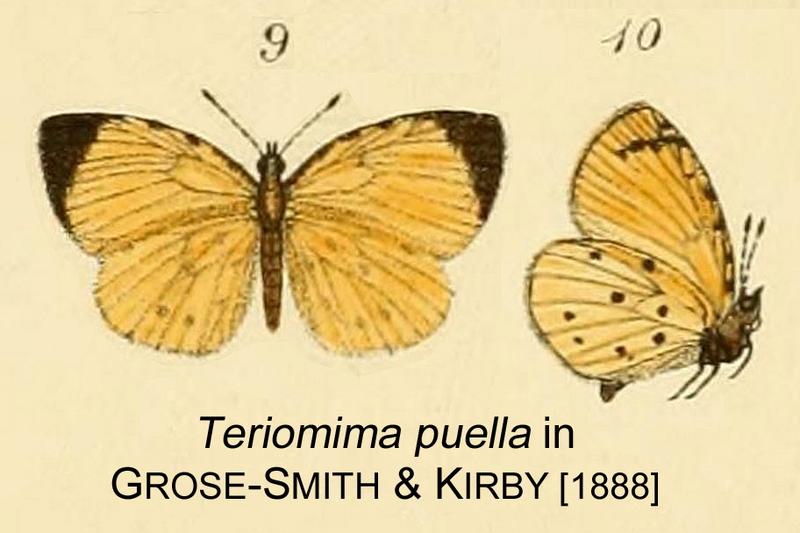 Puella inGSK1888