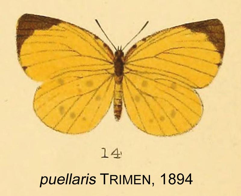 PuellarisTrimen1894OD