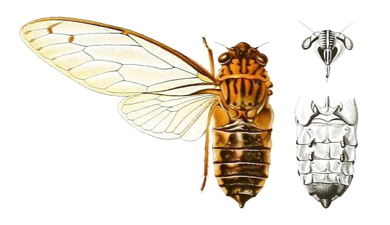 Purana conspicua