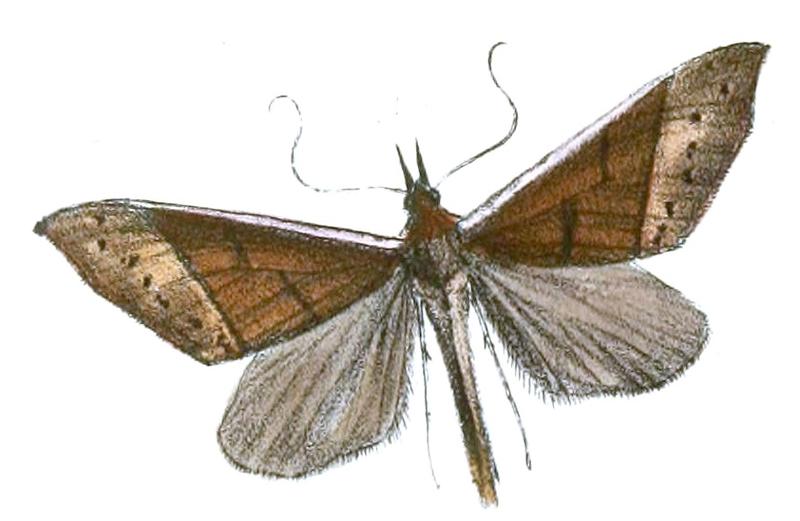 Pycnarmon virgatalis