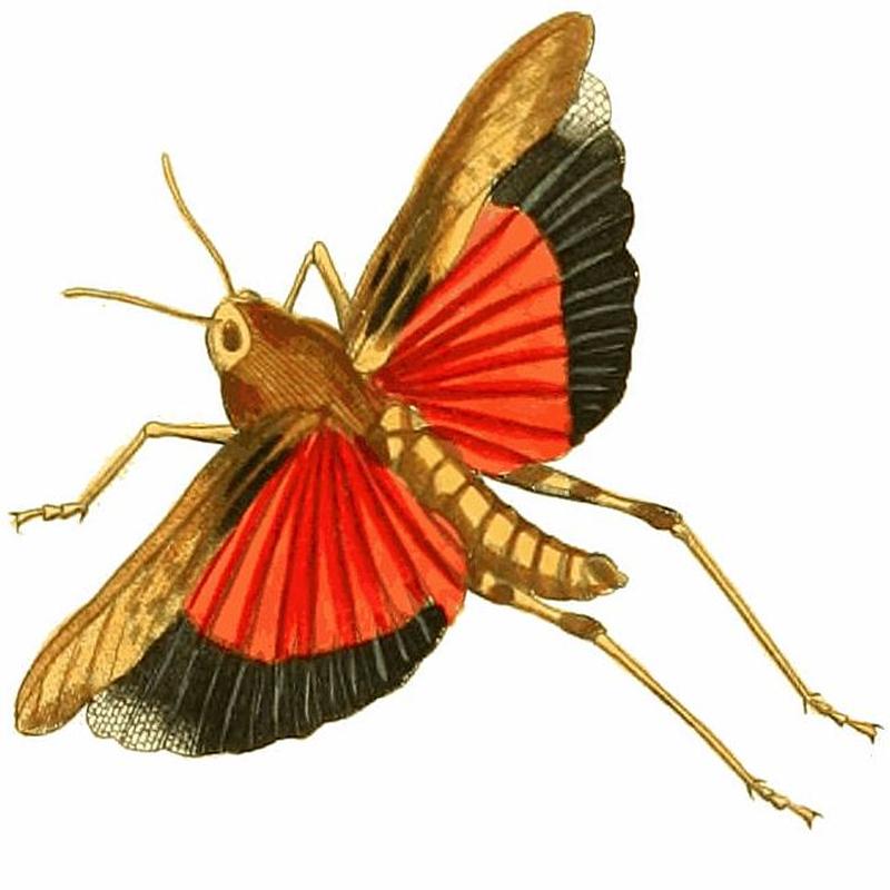 Pycnodictya obscura Illustrations of Exotic Entomology II 41