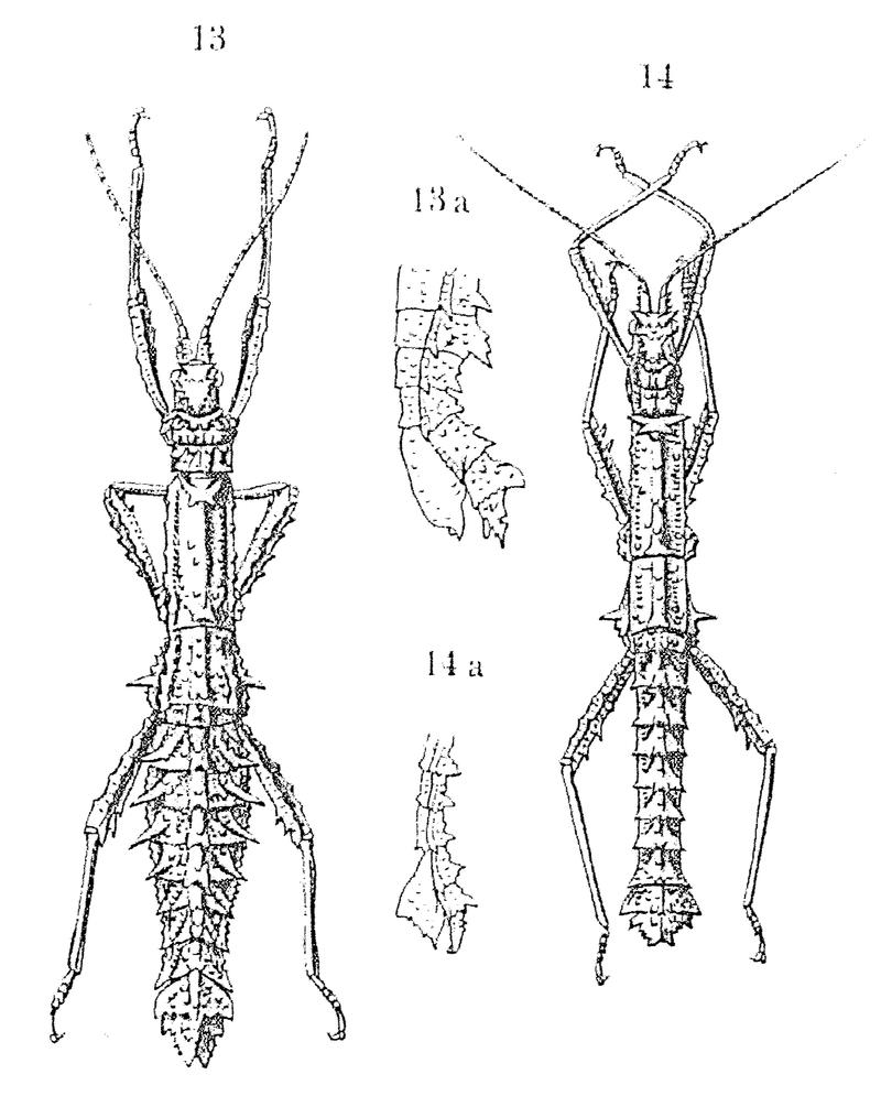 Pylaemenes coronatus - Redtenbacher 1906