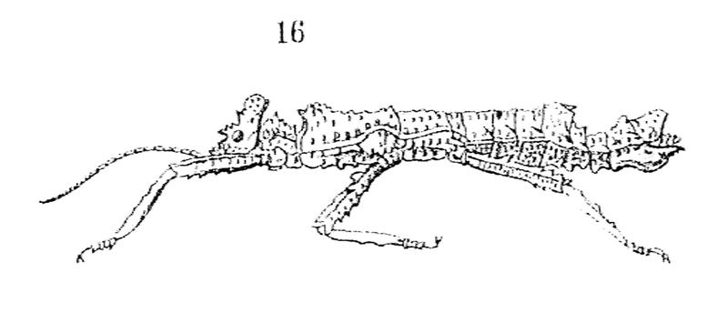 Pylaemenes mitratus - Redtenbacher 1906