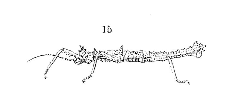 Pylaemenes oileus - Redtenbacher 1906