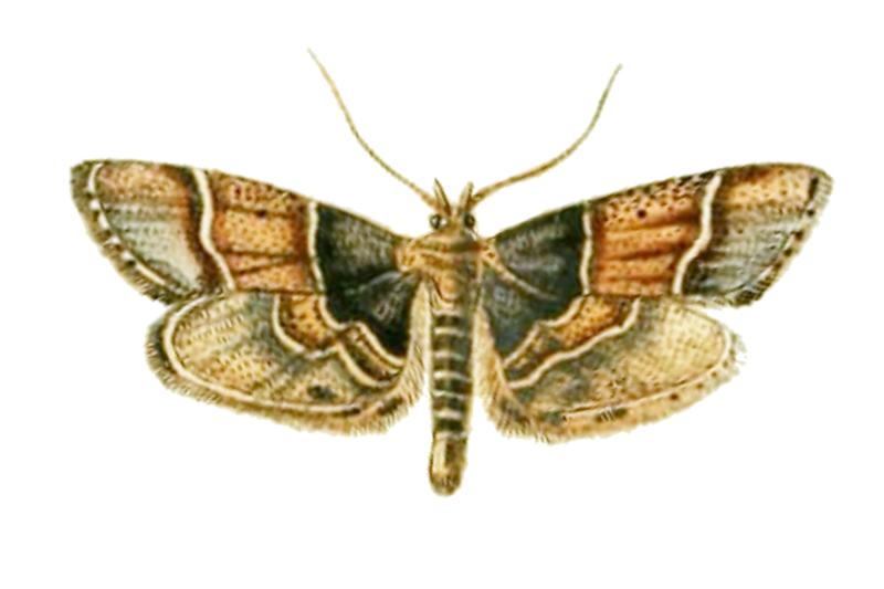 Pyralis pictalis-Curtis