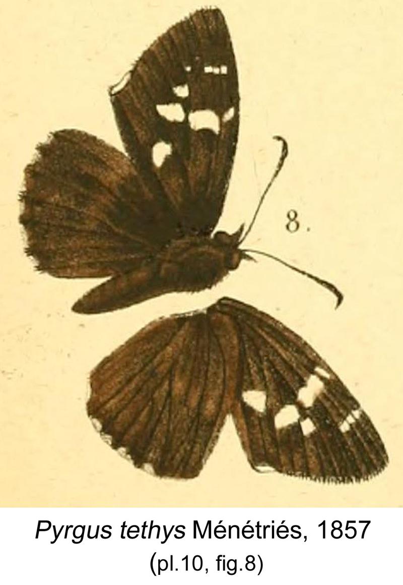 Pyrgus tethysMenetries1857OD