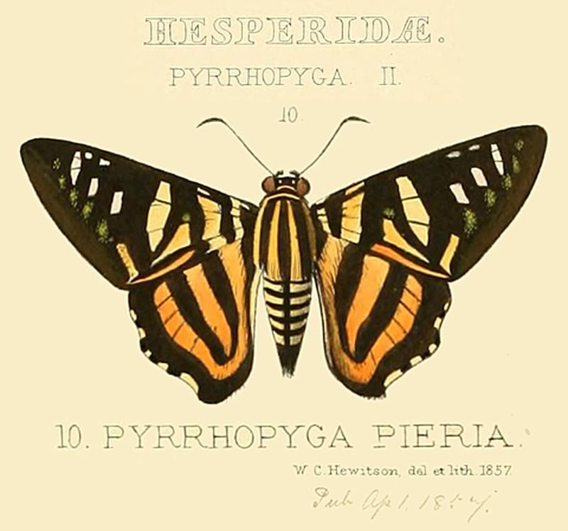 Pyrrhopyga pieriaHewitsonOD