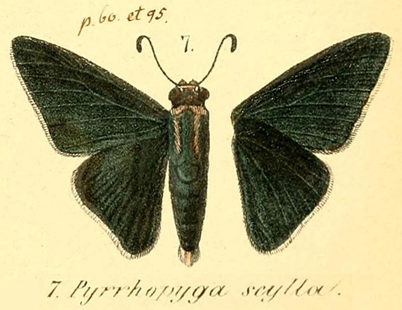 Pyrrhopyga scylla Menetries,1855 OD