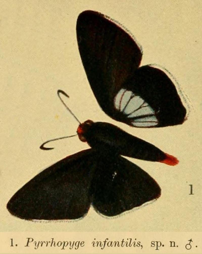 Pyrrhopyge infantilisDruce1908OD