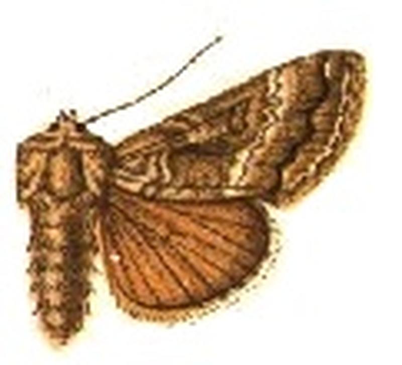 Rachiplusia pedalis