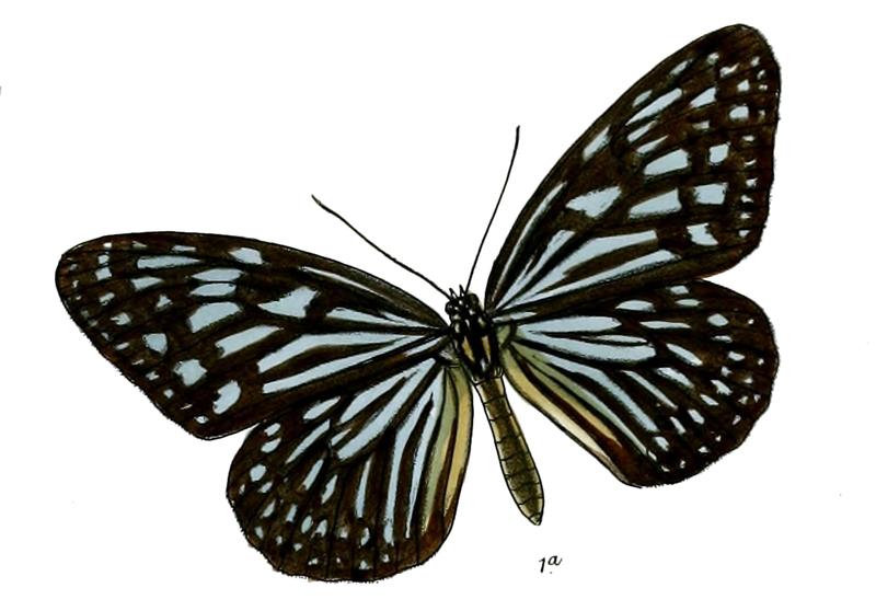 RadenaVulgarisF 5 1a