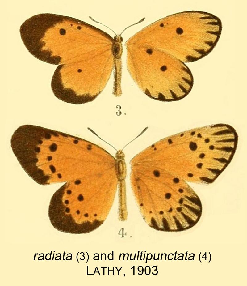 Radiata multipunctataLathy1903OD