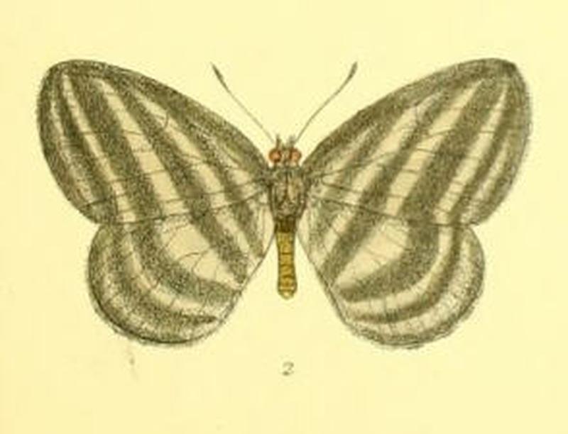 RagadiaCrito120 2