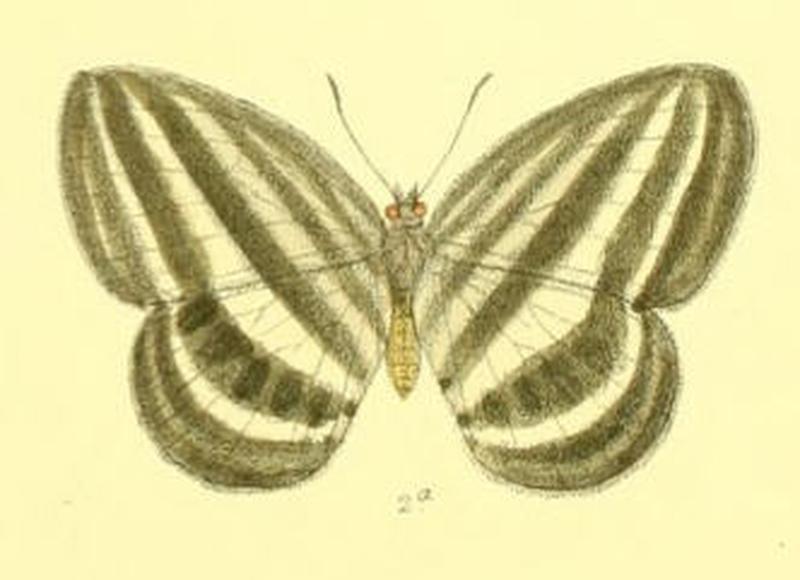 RagadiaCrito120 2a