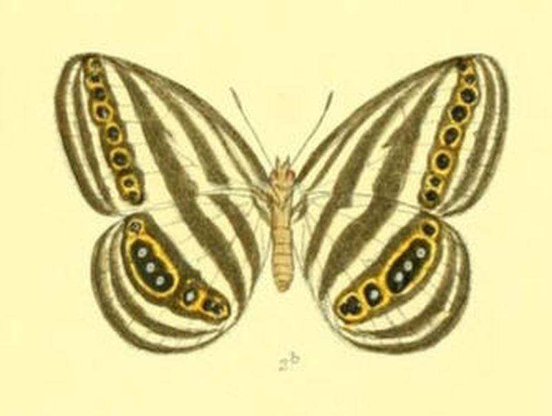 RagadiaCrito120 2b