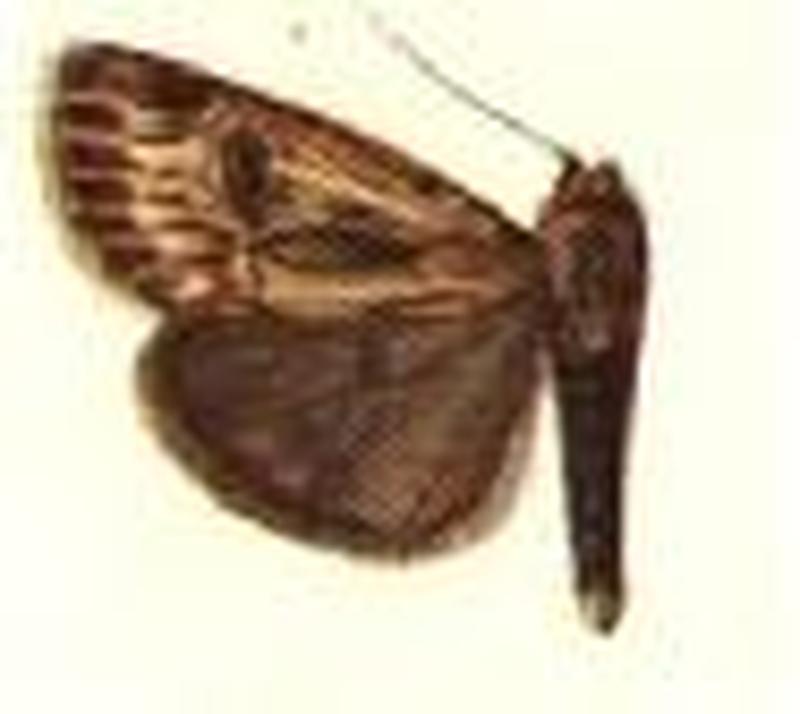 Raghuva multiradiata