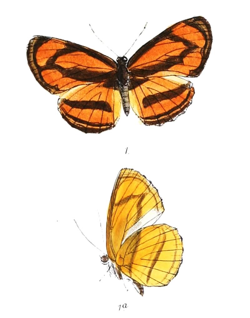 RahindaAssamica 303