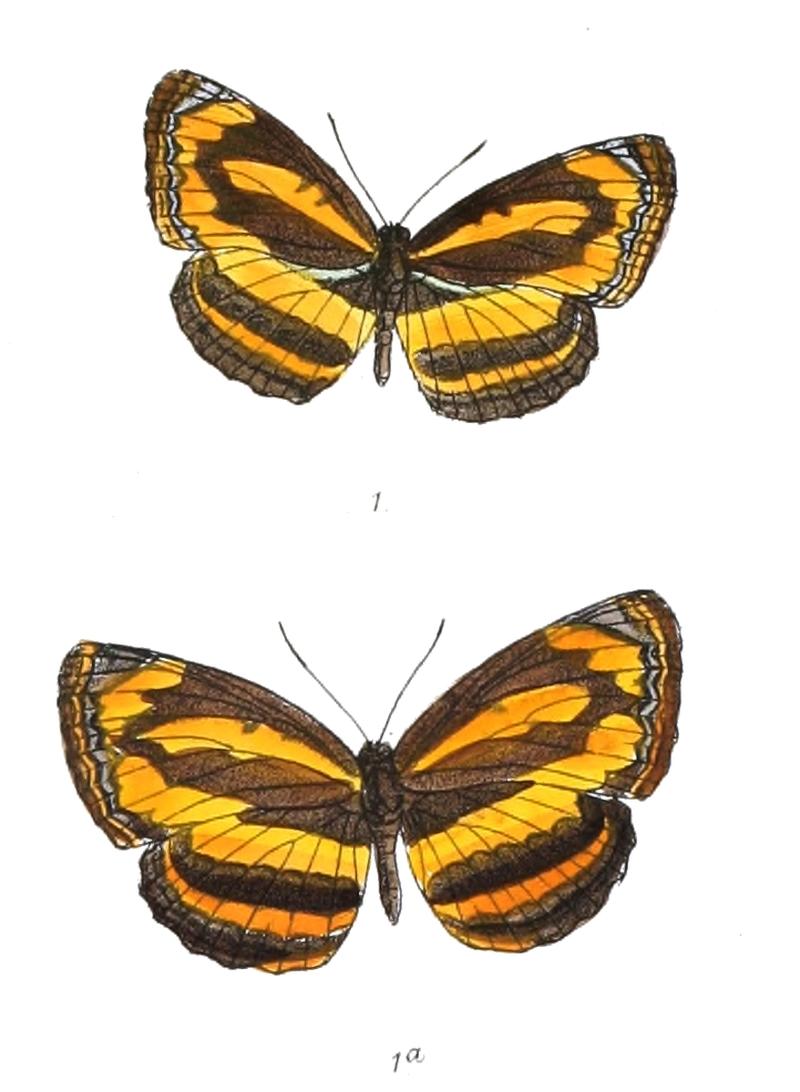 RahindaSinuata 301 1