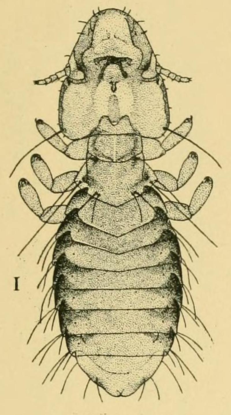 Rallicola advenus Kellogg 1896