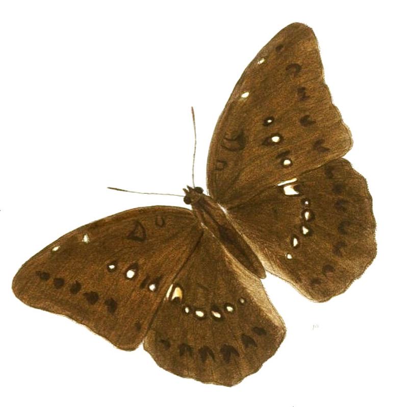 RangasaDunya213 1a
