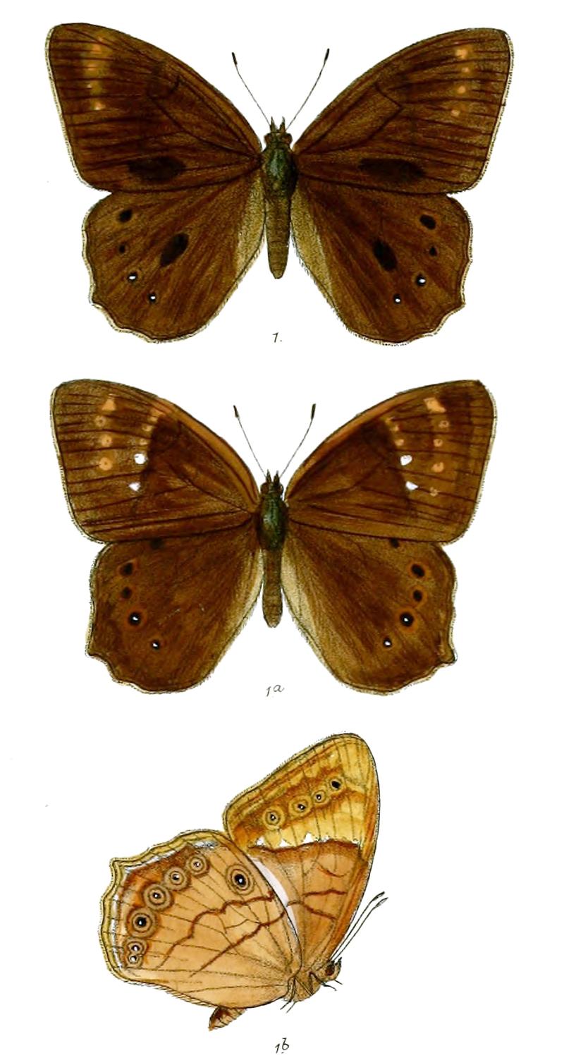 RangbiaBhairava 76 1