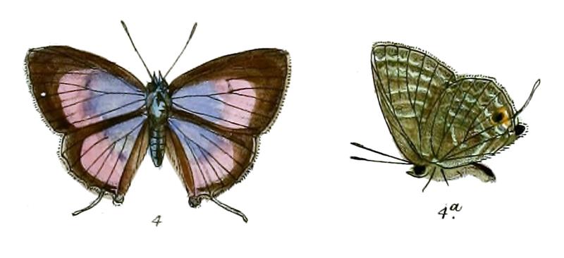 RapalaDeliochus 718 4 Fitch