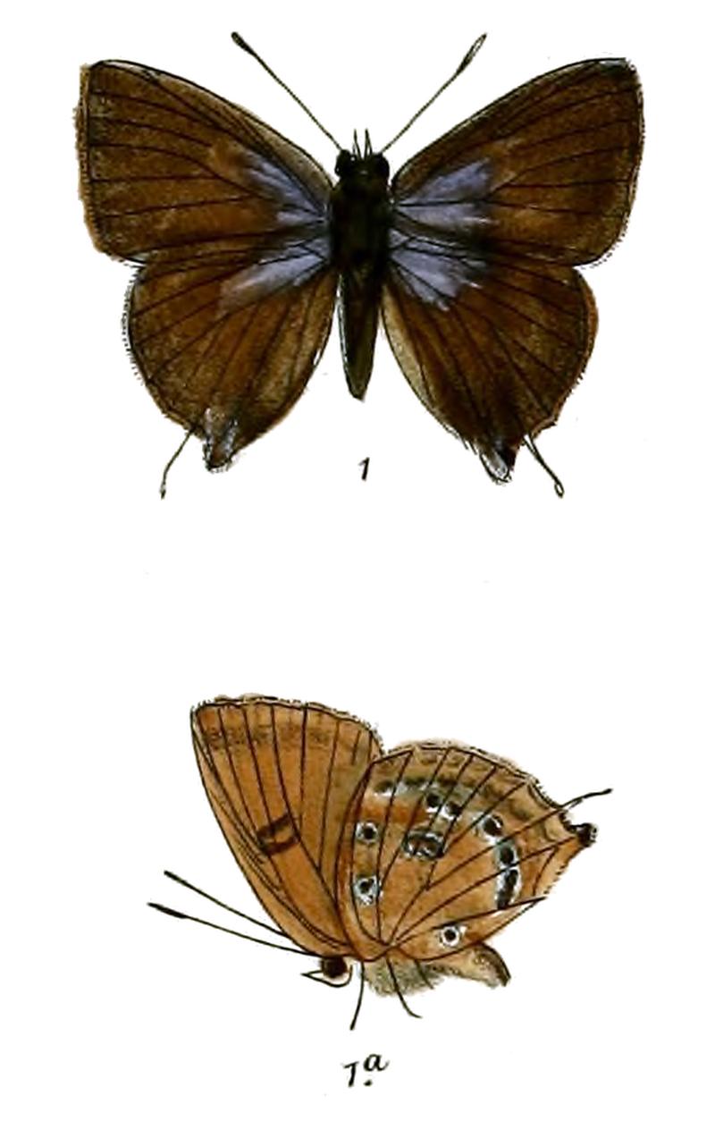 RapalaSubguttata 719 1 Fitch