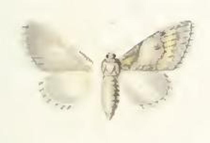 Raphia hybris
