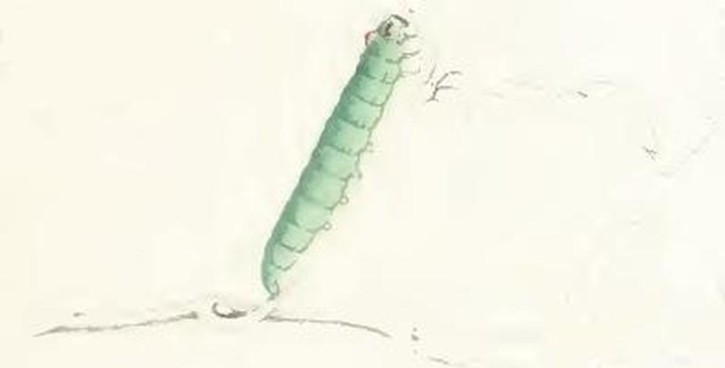 Raphia hybris larva