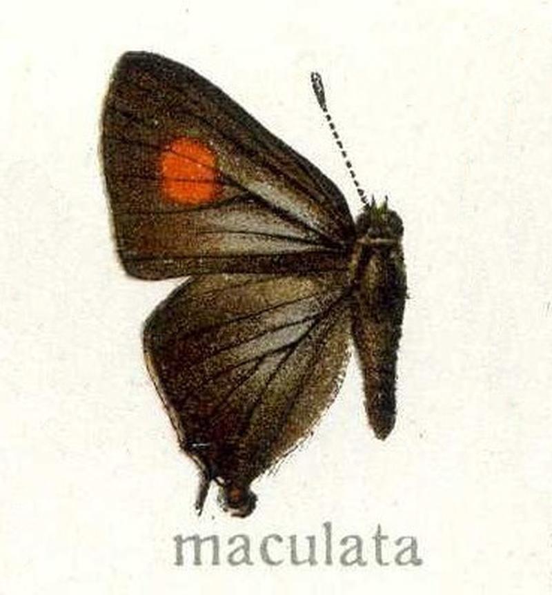 Rapala nissa form maculata Seitz