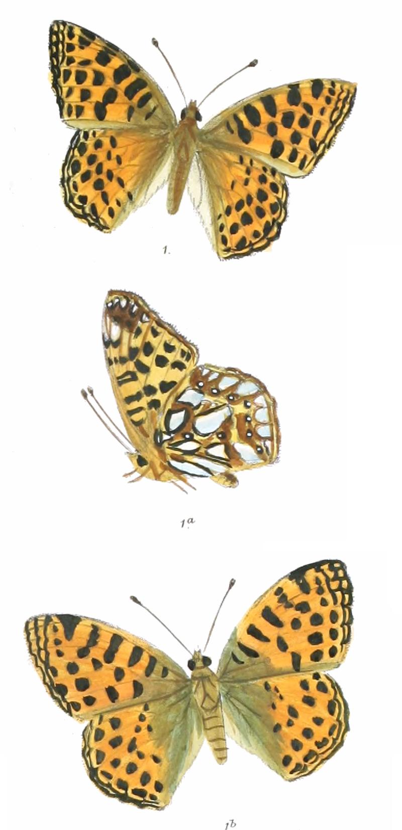 Rathora issaea 375