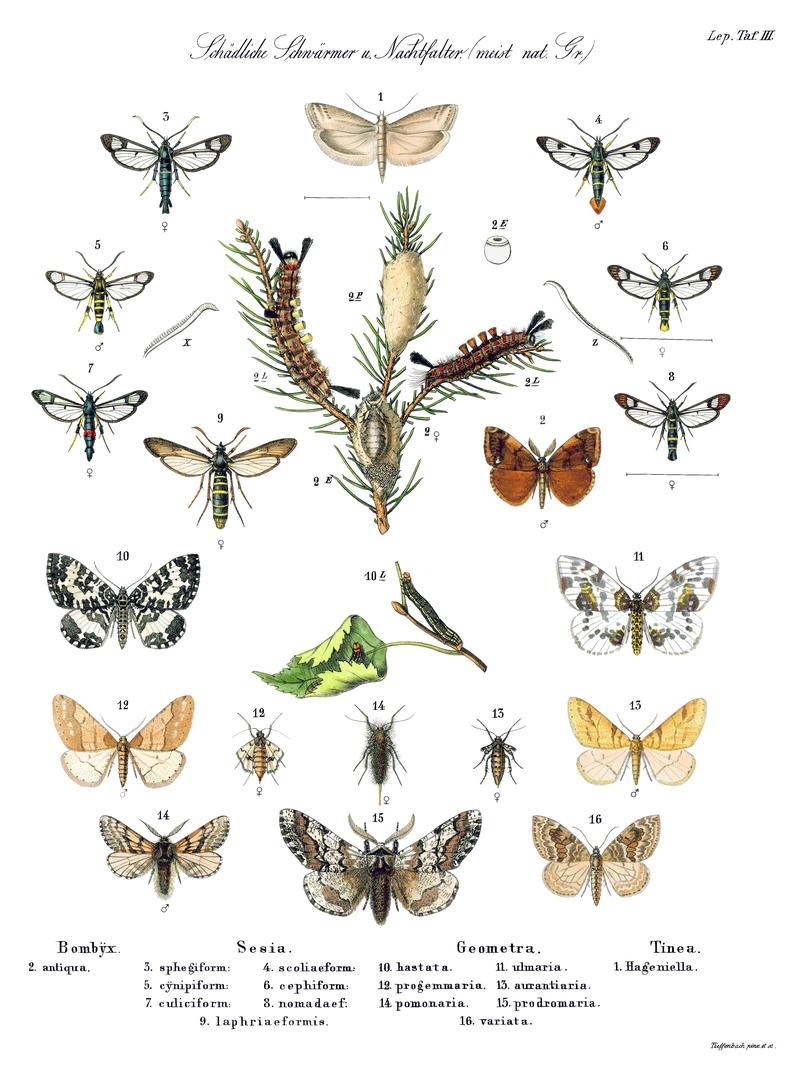 Ratzeburg Waldverderbnis Tafel 54