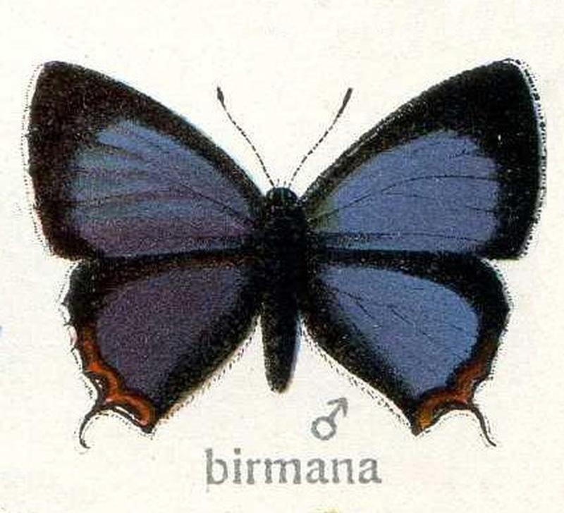 Arhopala birmana Lycaenidae