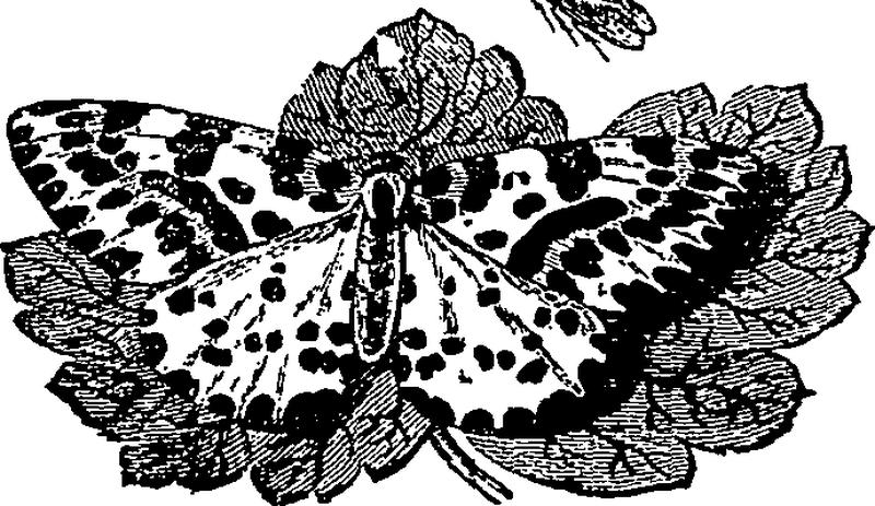 Recreations in agriculture, natural-history, arts, and miscellaneous literature Fleuron P002783-8