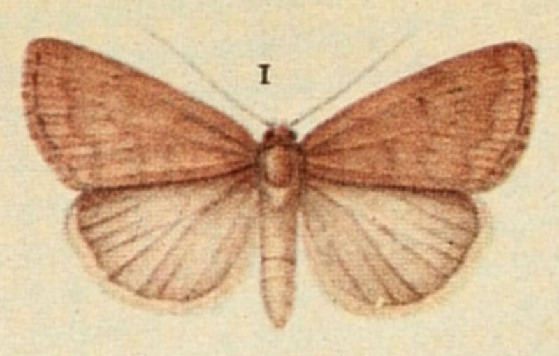 Reddish Buff Moths of the British Isles