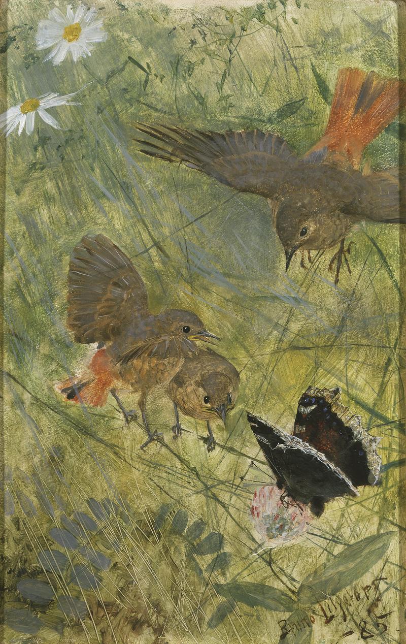 Redstarts and Butterflies. Five studies in one frame, NM 2223-2227