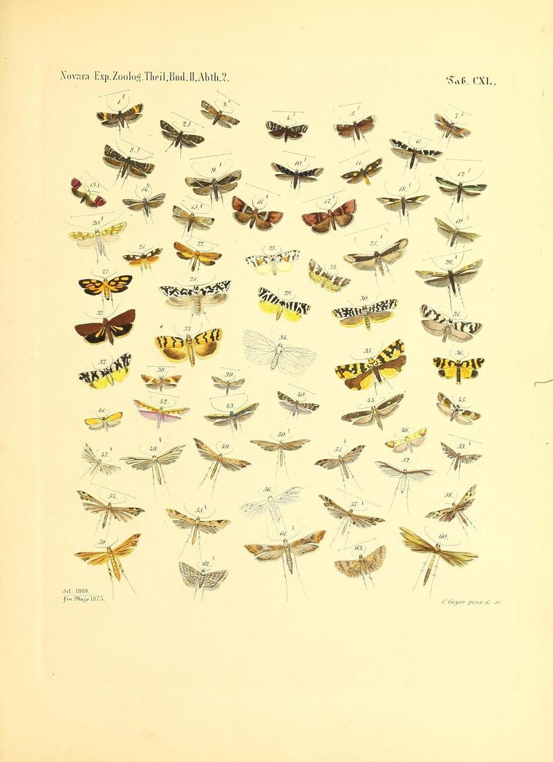 Reise Fregatte Novara (Volume 2 Section 2)-plate140 (CXL)
