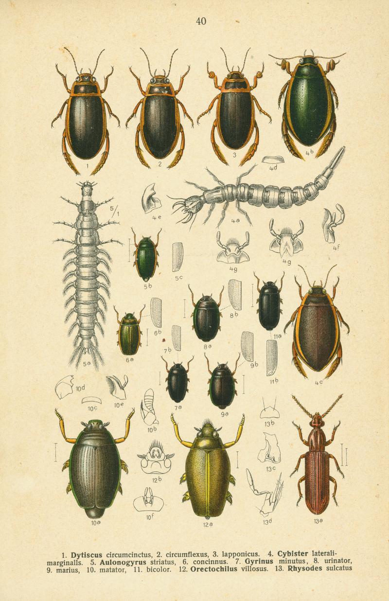 Reitter-1908 table40