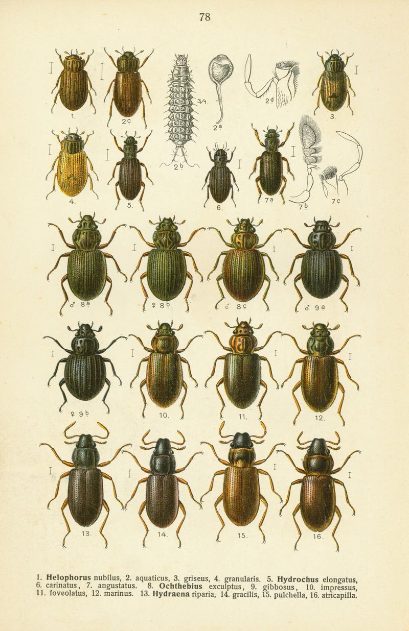 Reitter-1908 table78