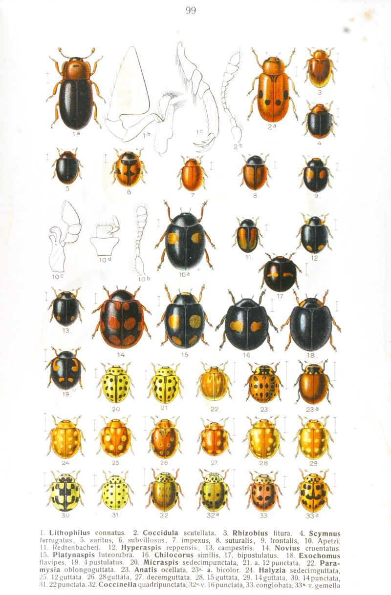 Reitter-1911-plate099