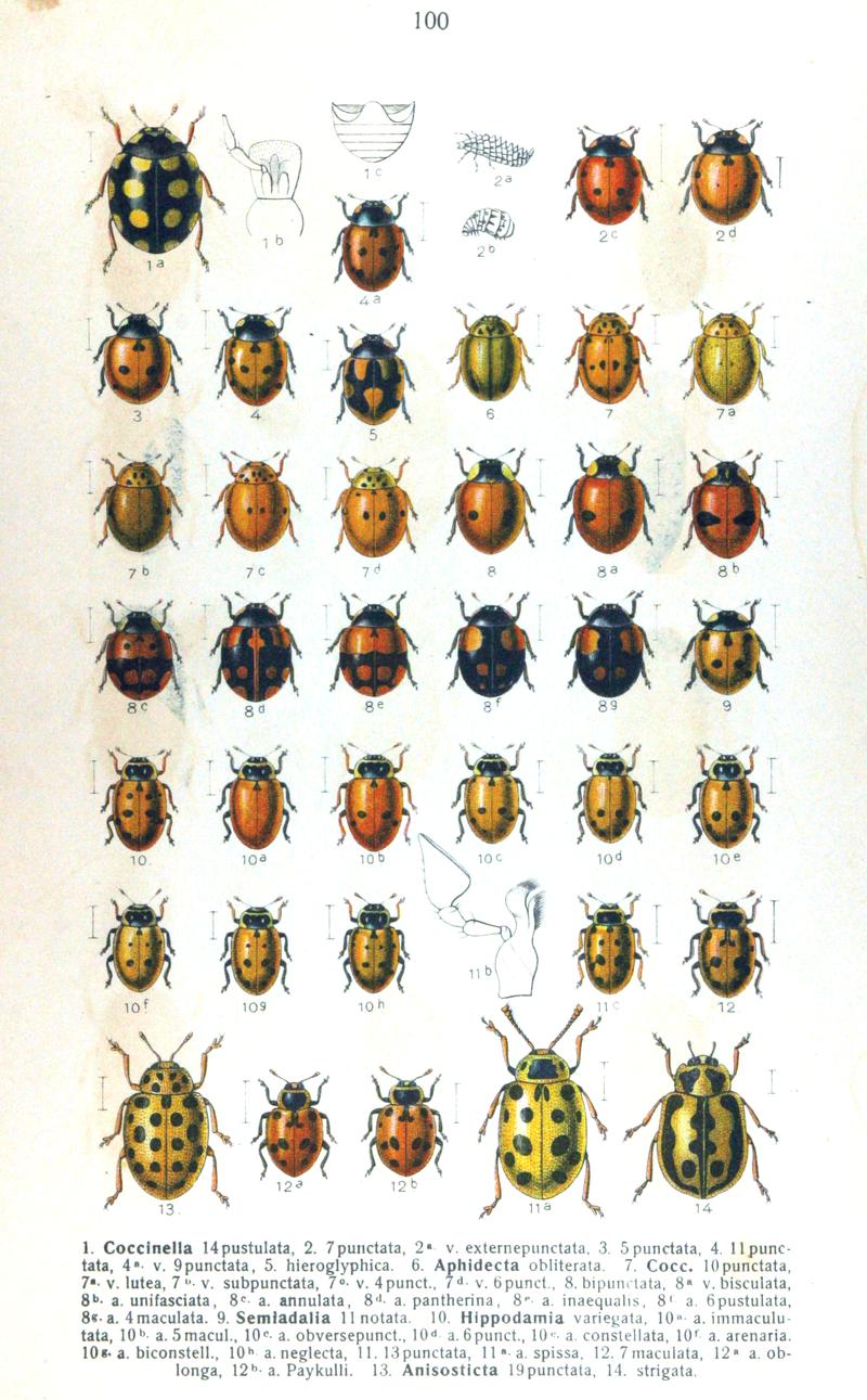 Reitter-1911-plate100